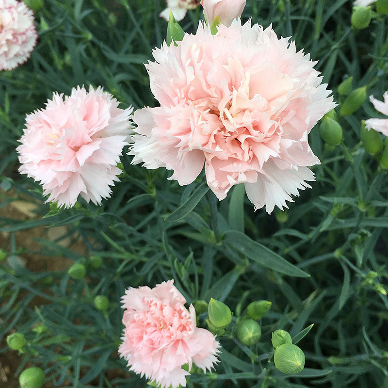 Carnation 'Chabaud Giants La France'