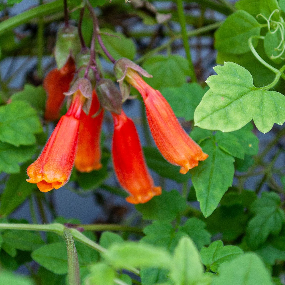 Chilean Glory Flower 'Tresco Mix' seeds - Eccremocarpus scaber