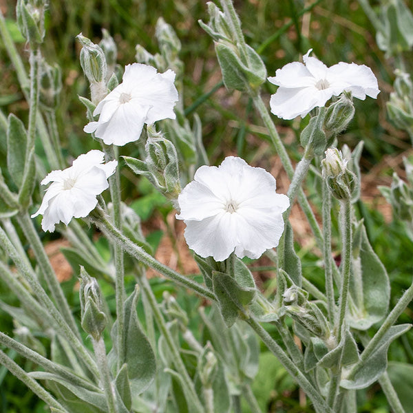 campion flower seeds Rose Campion 'Alba'