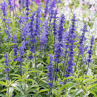 
    



Salvia 'Blue Victory'
