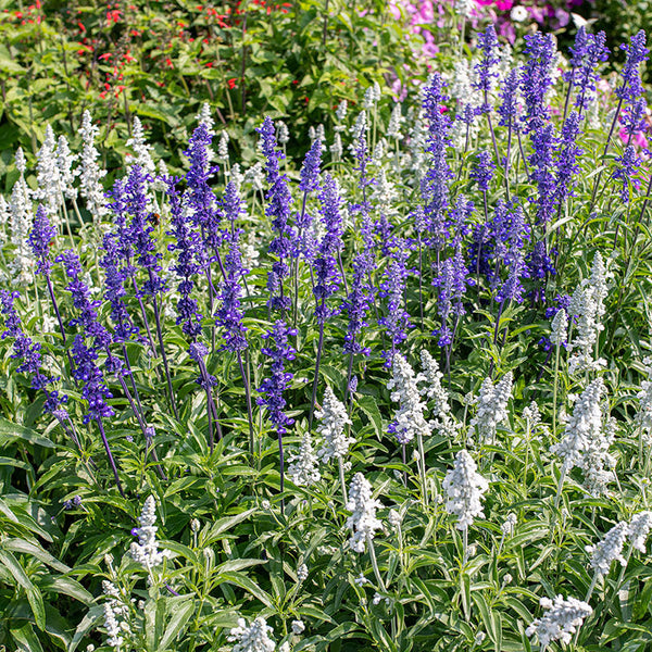 Salvia 'Blue Victory'