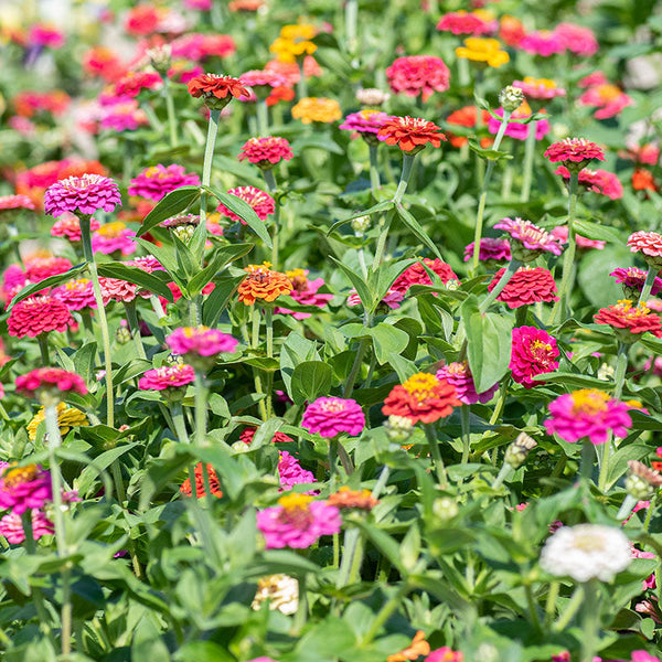 Zinnia 'Cupid Mix'