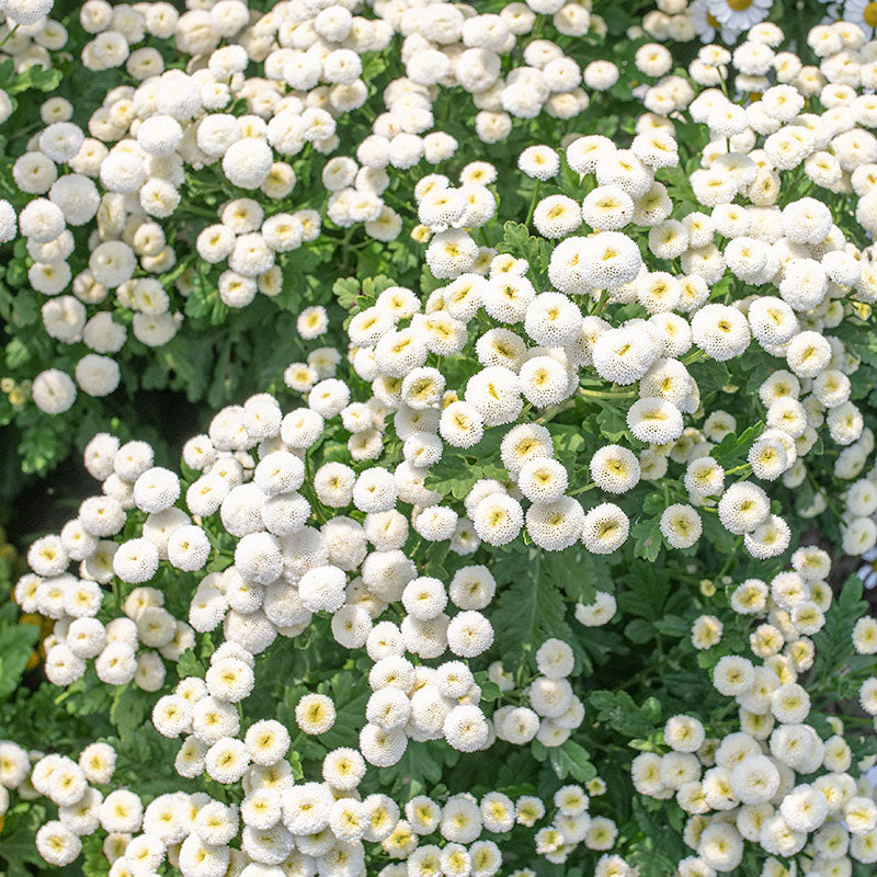 Feverfew Snowball Flower Seeds (Tanacetum Parthenium Floro Pleno) - 200 Seeds, Perennial, Zone 6-10