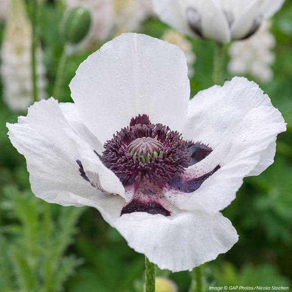 Oriental Poppy 'Royal Wedding' seeds