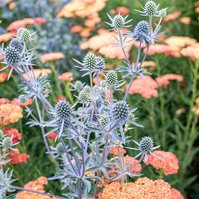 holly flower seed Sea Holly 'Blaukappe'