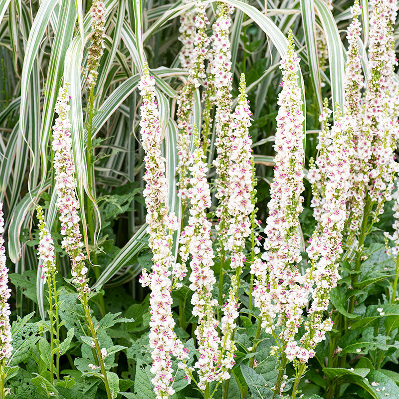 Mullein 'Wedding Candles'