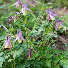 Columbine 'Calimero' - S1