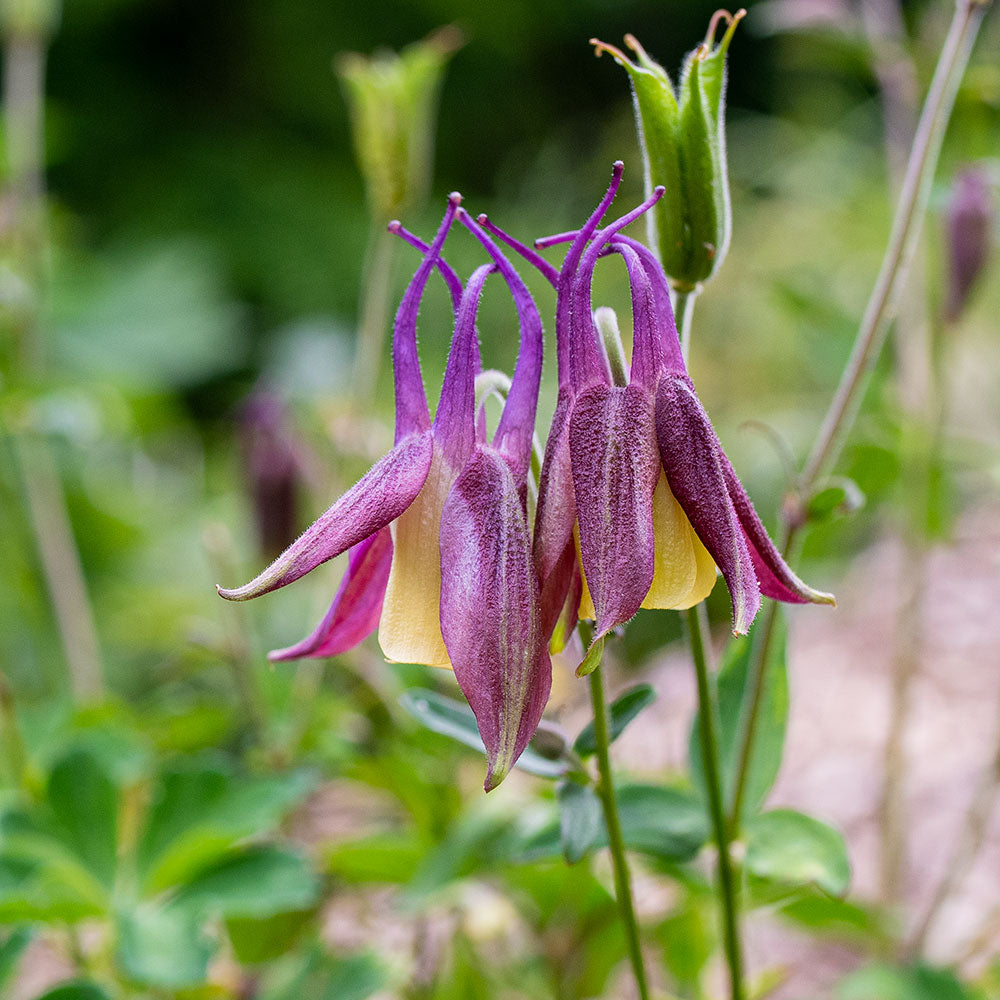 Columbine 'Calimero' - S1