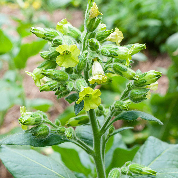 cultivated tobacco plant Tobacco
