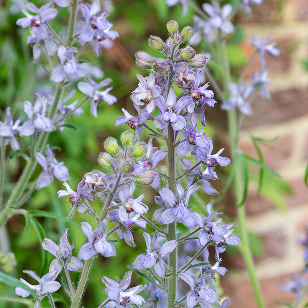 planting delphinium seeds indoors Requien's Delphinium seeds