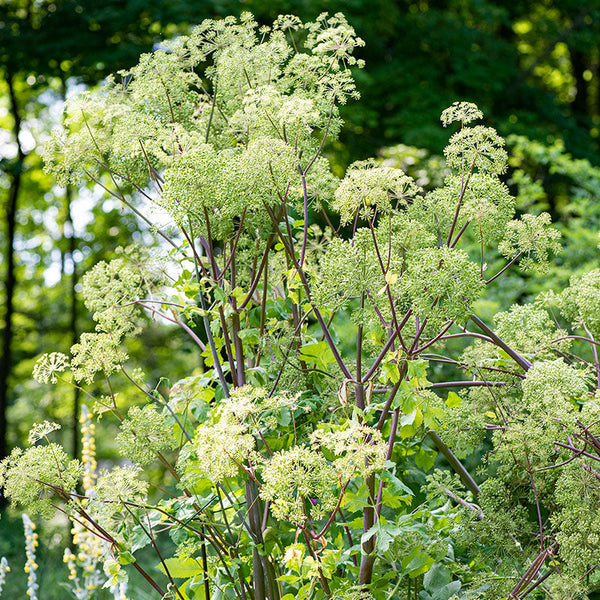 Angelica archangelica seeds