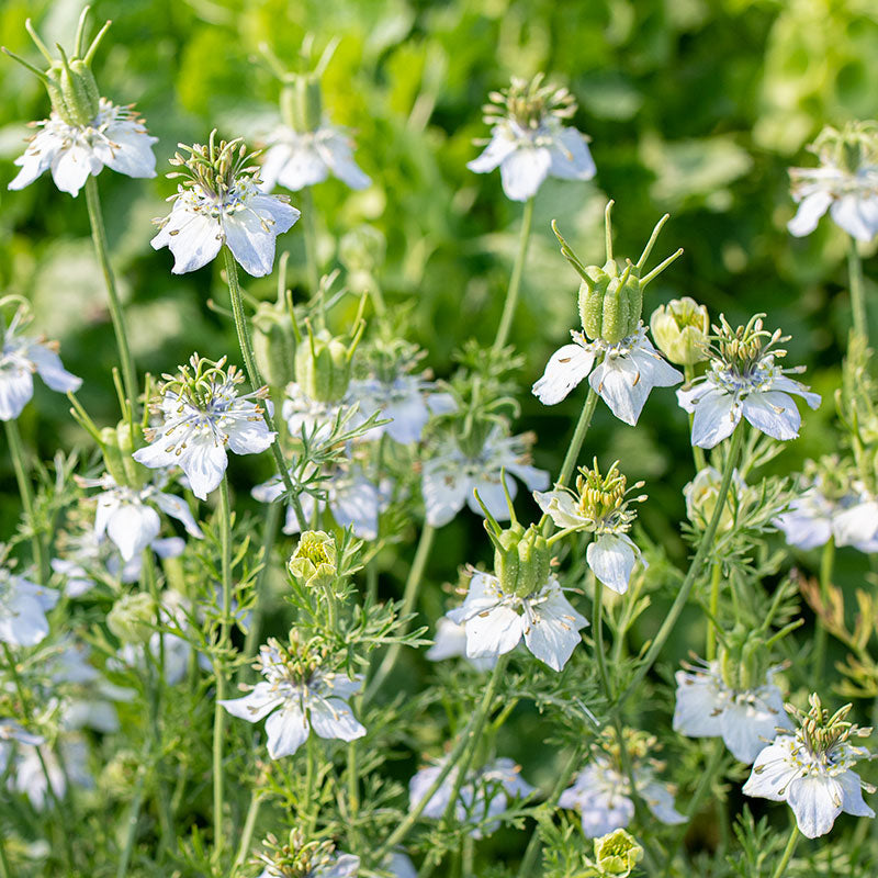nigella seeds plants Fennel Flower