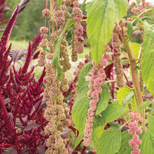 Amaranth 'Mira'