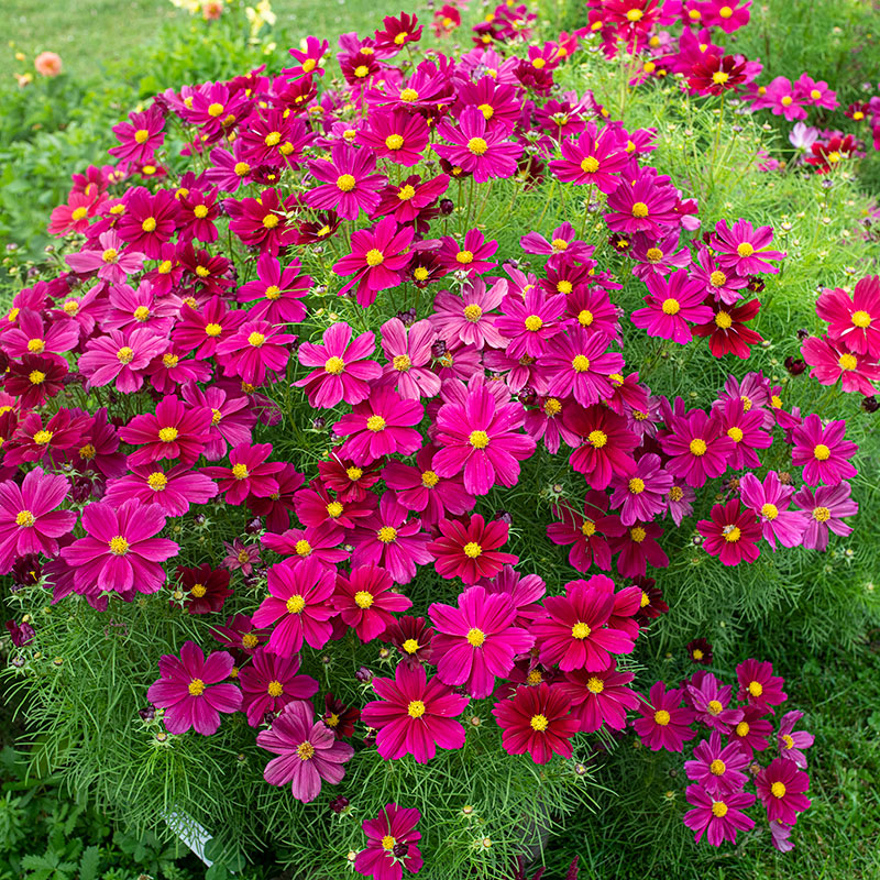 Cosmos 'Sonata™ Purple Shades'