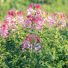 Cleome 'Cherry Queen'