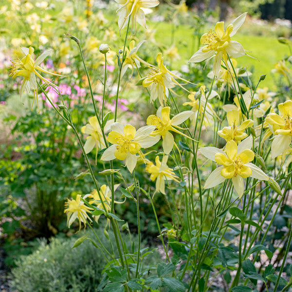 columbine flower growing from seed Columbine 'Denver Gold®' seeds