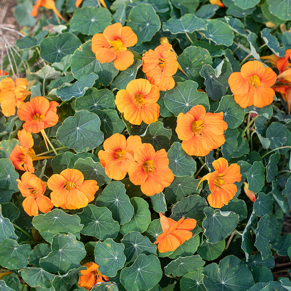 Nasturtium 'Baby Orange' seeds