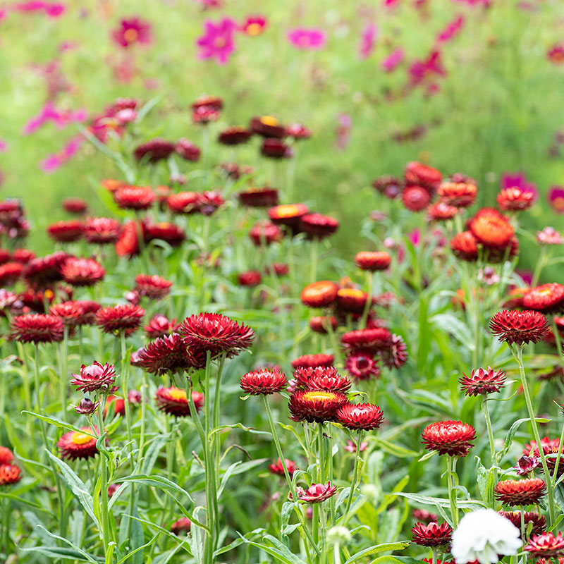 Strawflower 'King Size Red'