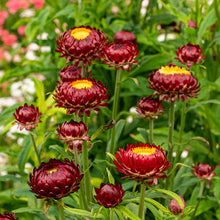 Strawflower 'King Size Red'