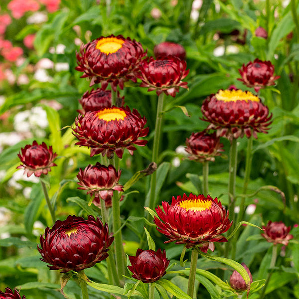 Strawflower 'King Size Red'