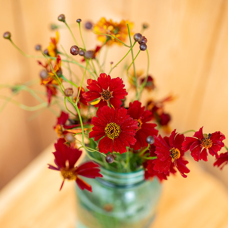 Coreopsis 'Cinnamon'
