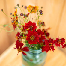 Coreopsis 'Cinnamon'