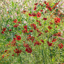 Coreopsis 'Cinnamon'
