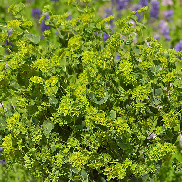 ★beruru★ Bupleurum 'Green Gold' seeds - Bupleurum rotundifolium