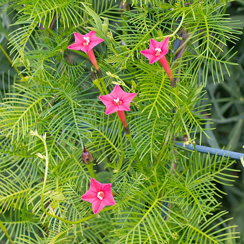 planting cypress vine seeds Cypress Vine 'Rose'