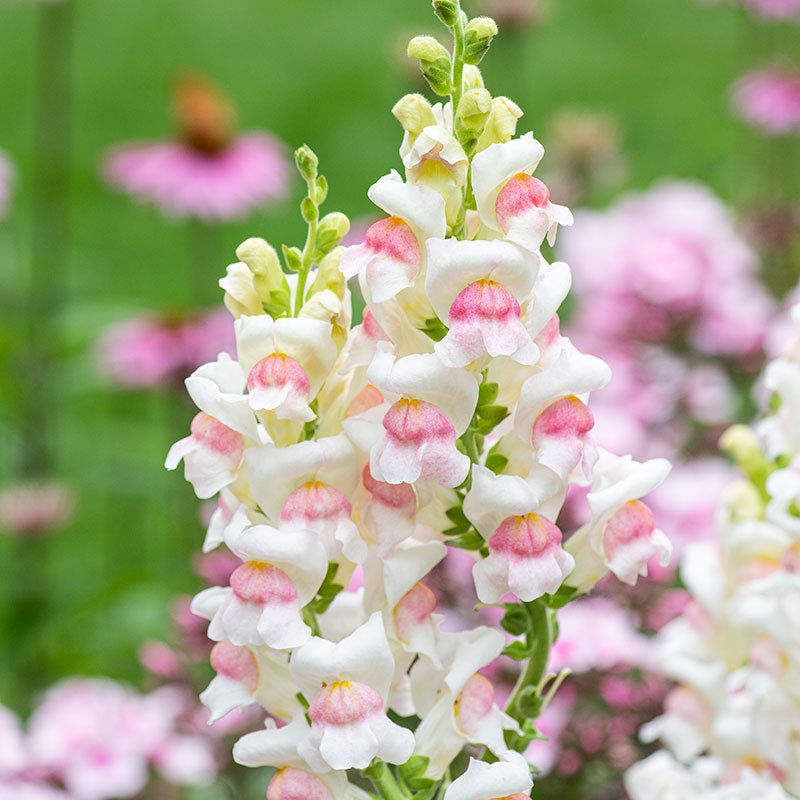 snapdragon flower seeds Snapdragon 'Potomac® Appleblossom' F1 seeds