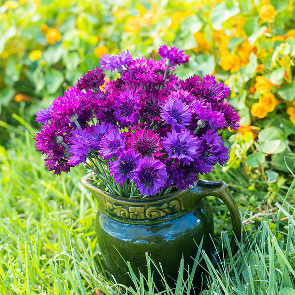 planting cornflower seeds Cornflower 'Select Ultraviolet' Organic