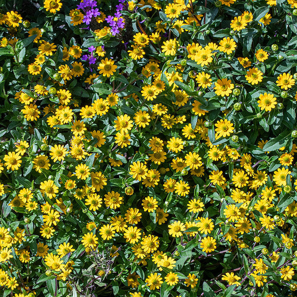 
    



Creeping Zinnia 'Million Suns'
