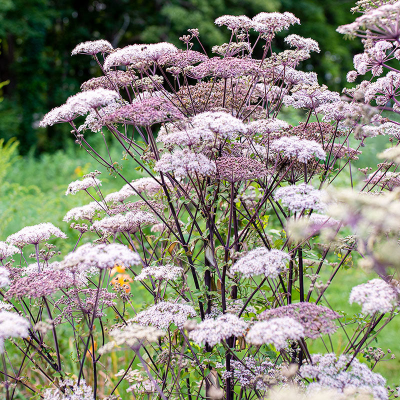 Angelica 'Vicar's Mead'