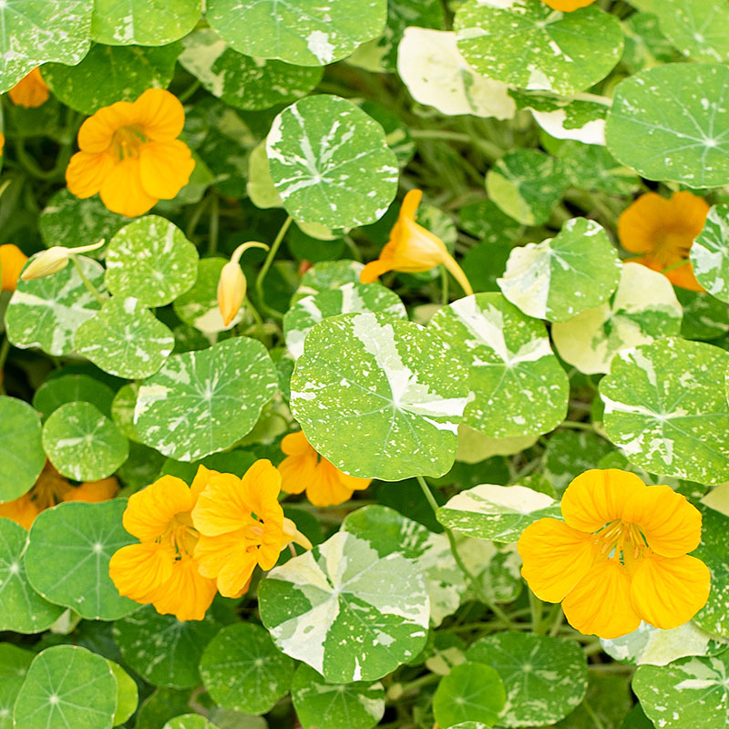 Nasturtium 'Jewel of Africa'