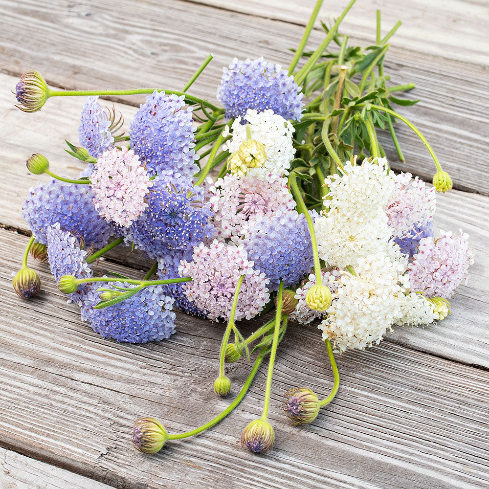 growing lace flower from seed Didiscus 'Lace Mix' seeds