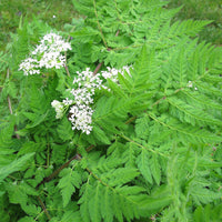 
    



Sweet Cicely Organic
