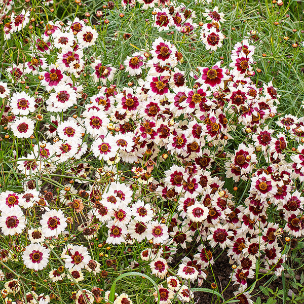 Coreopsis 'Incredible! Swirl' seeds - Coreopsis hybrida