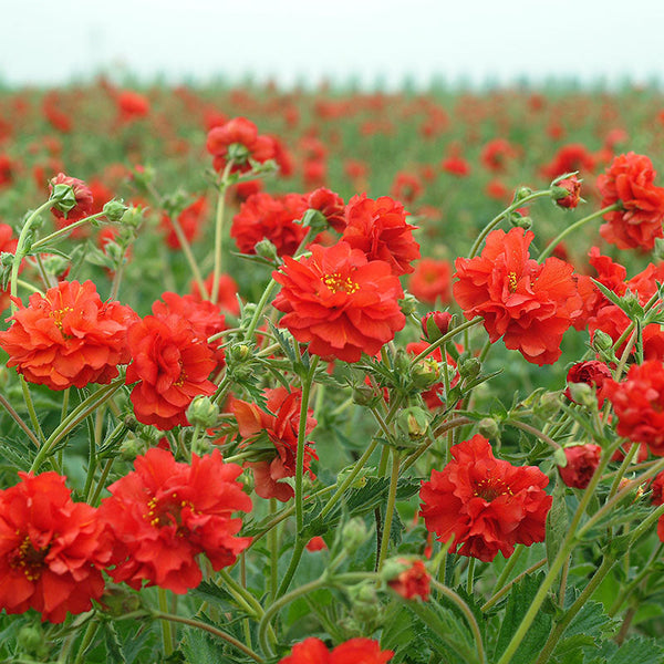 Geum 'Red Dragon' seeds - Geum chiloense