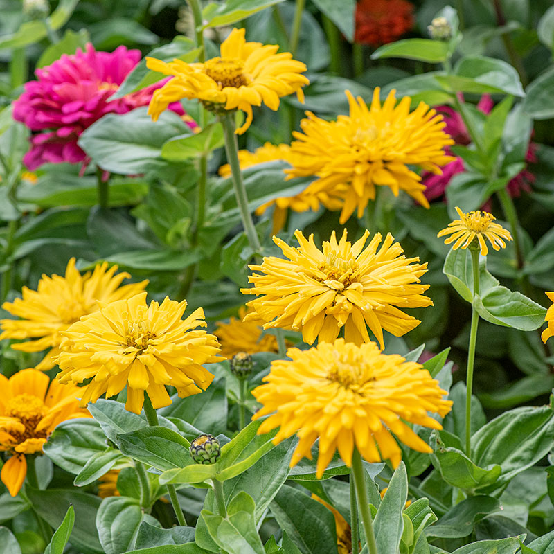 Zinnia 'Sungod'