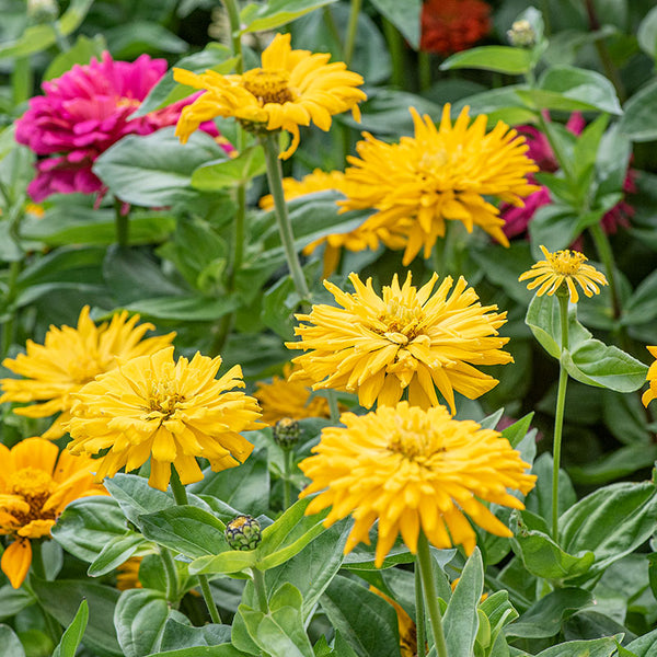 Zinnia 'Sungod' seeds