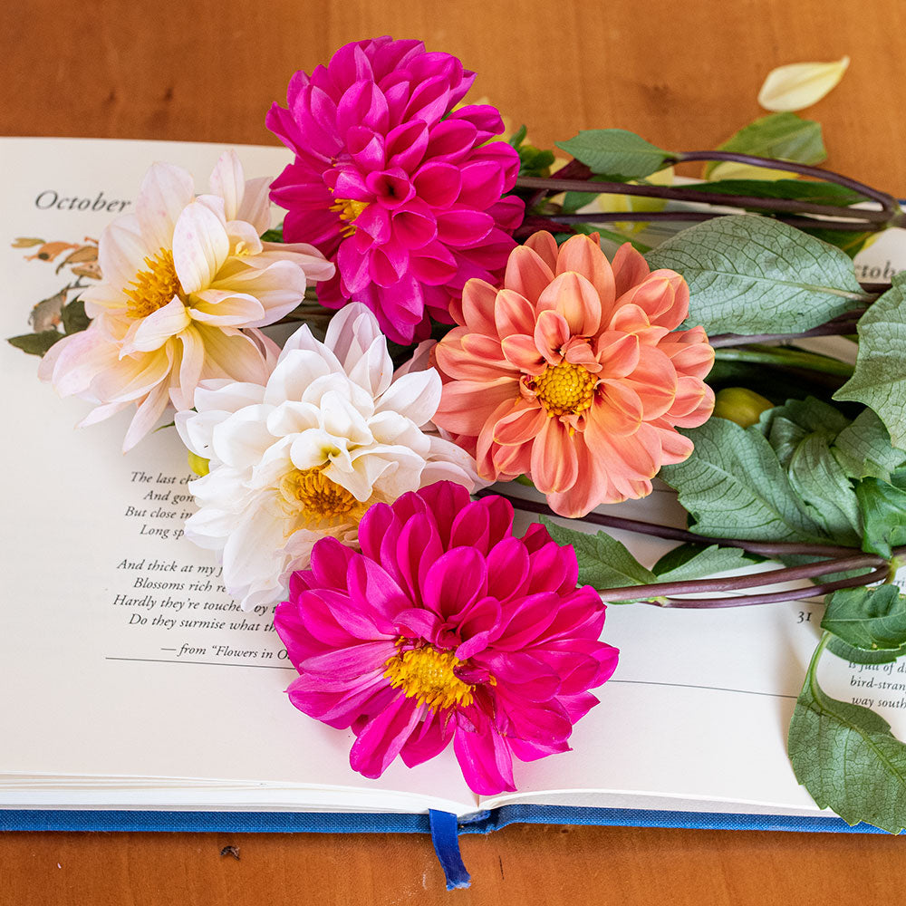 direct sow dahlia seeds Dahlia 'Watercolor Mix' seeds