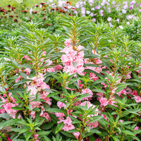 
    



Balsam 'Appleblossom'
