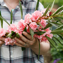 Balsam 'Appleblossom'
