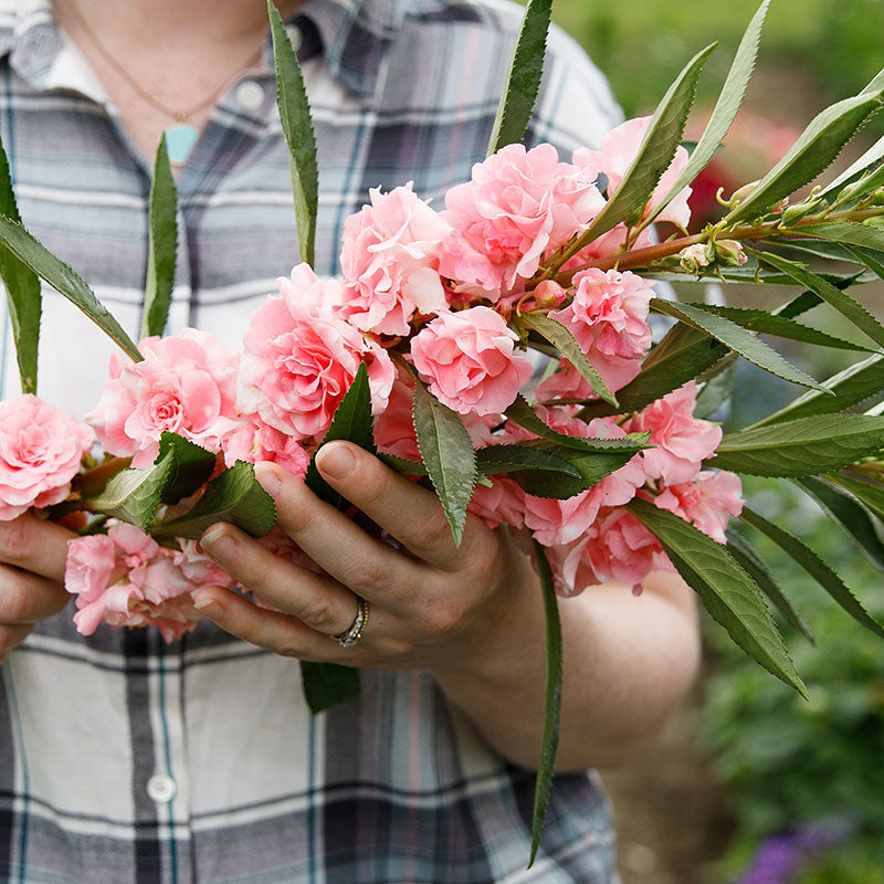 Balsam 'Appleblossom'