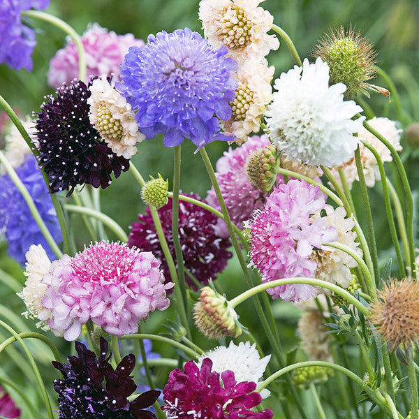 pincushion flower seed Sweet Scabious 'Formula Mix' seeds