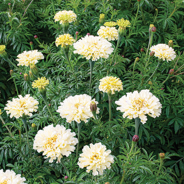 white marigold seeds African Marigold 'Sugar & Spice White' seeds