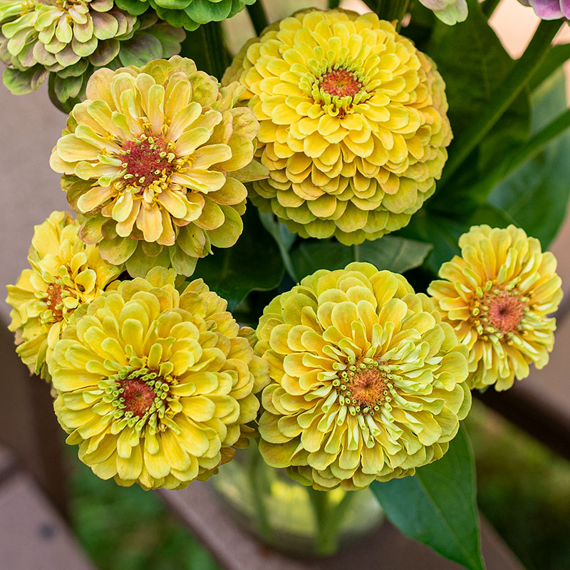 Zinnia 'Queeny Lemon Peach'