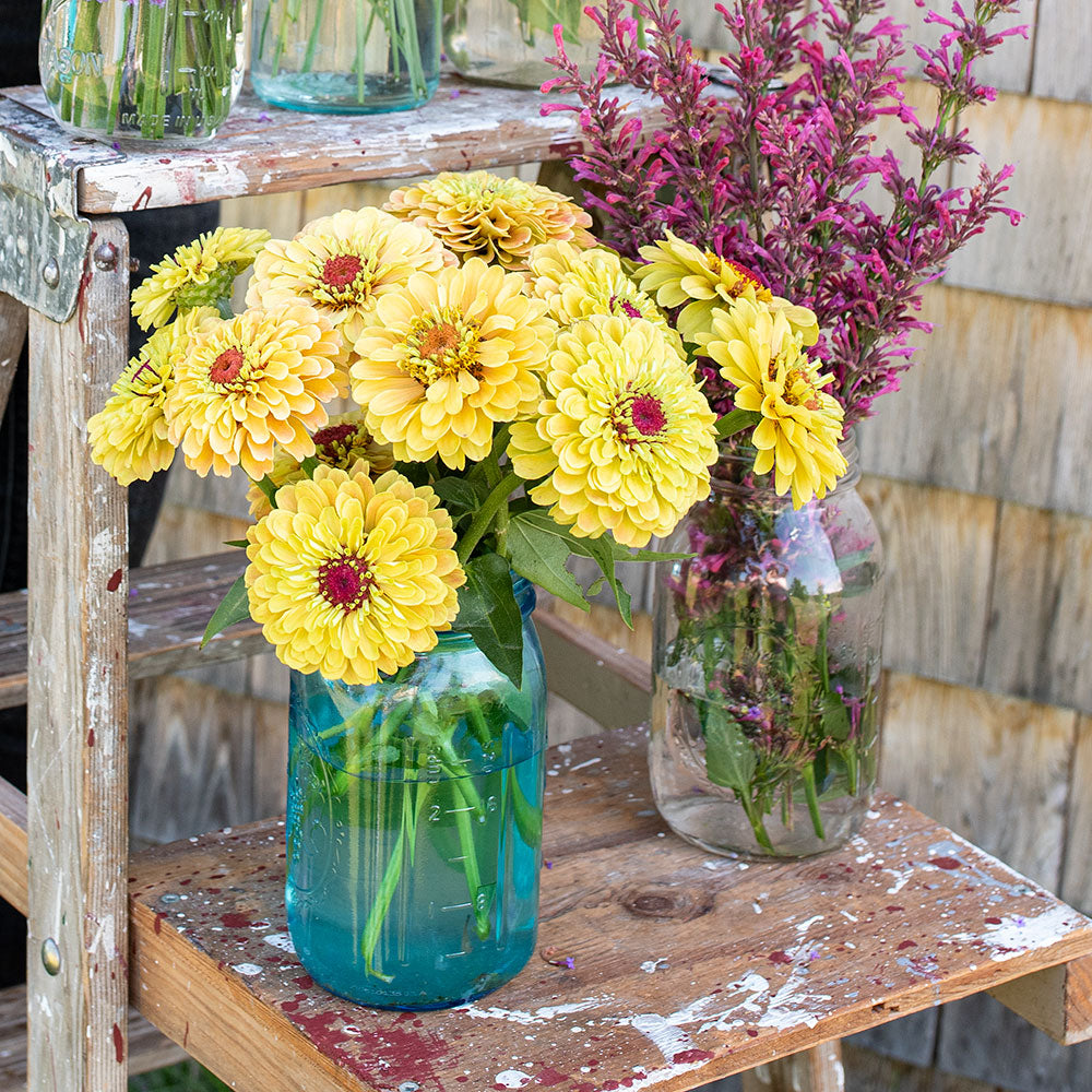 レモン Zinnia 'Queeny Lemon Peach' seeds
