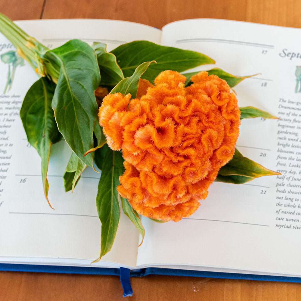 Celosia 'Orange Queen Improved'