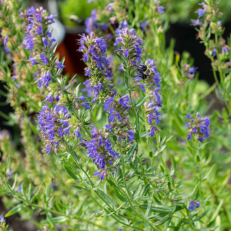 Hyssop Organic